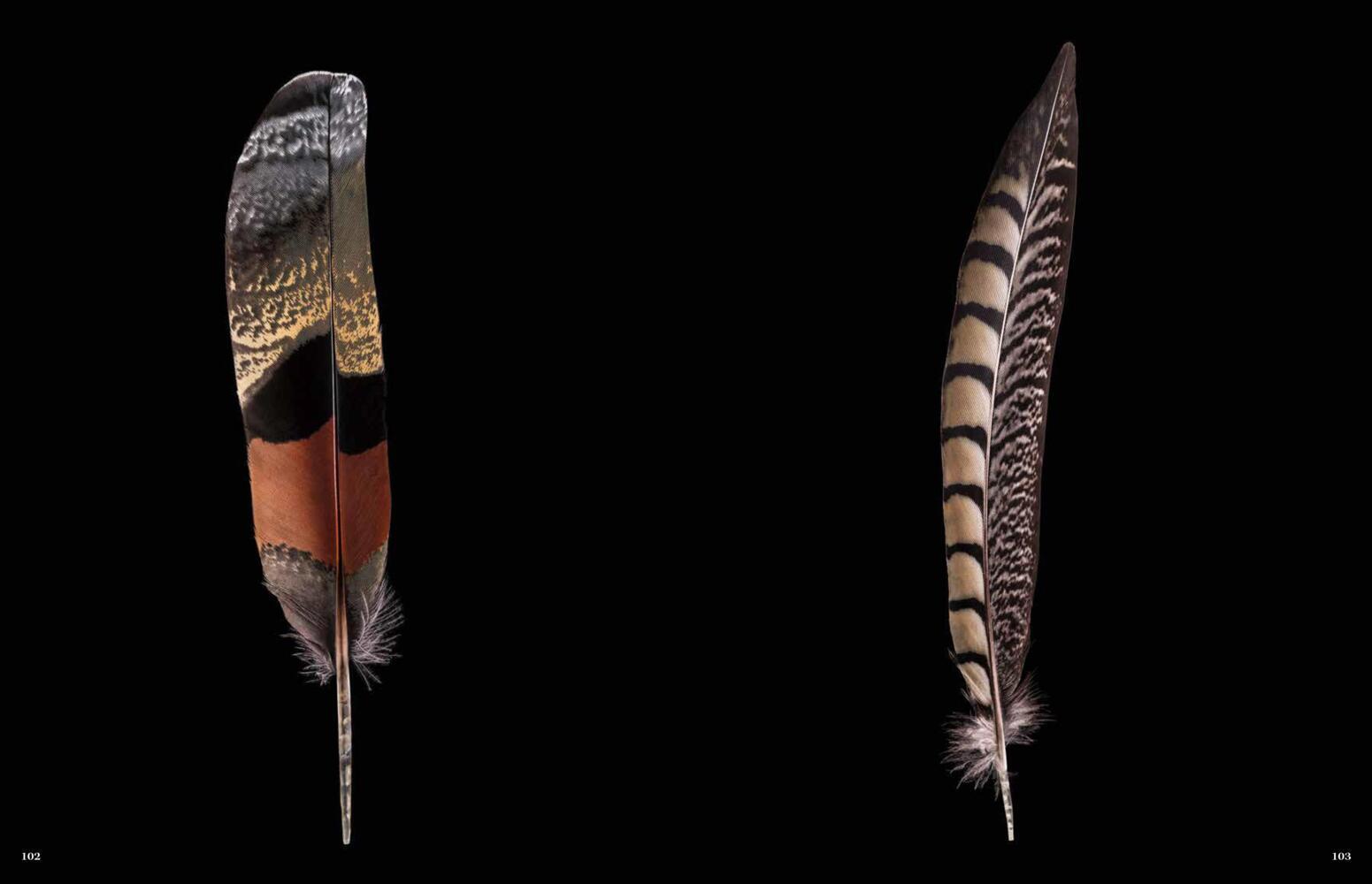 Bildband Federn: Meisterstücke der Evolution