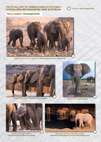 Das komplette Kartenset NAMIBIA (3-teilig)