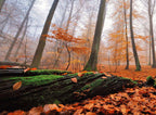 Müritz-Nationalpark