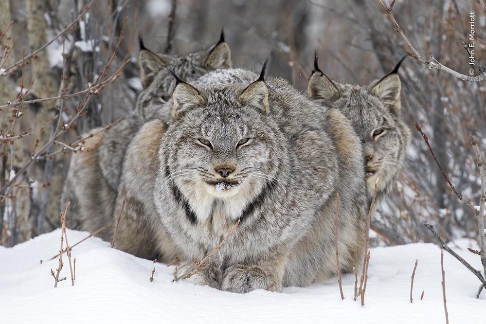 Wildlife Fotografien des Jahres - Portfolio 34