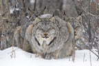 Wildlife Fotografien des Jahres - Portfolio 34