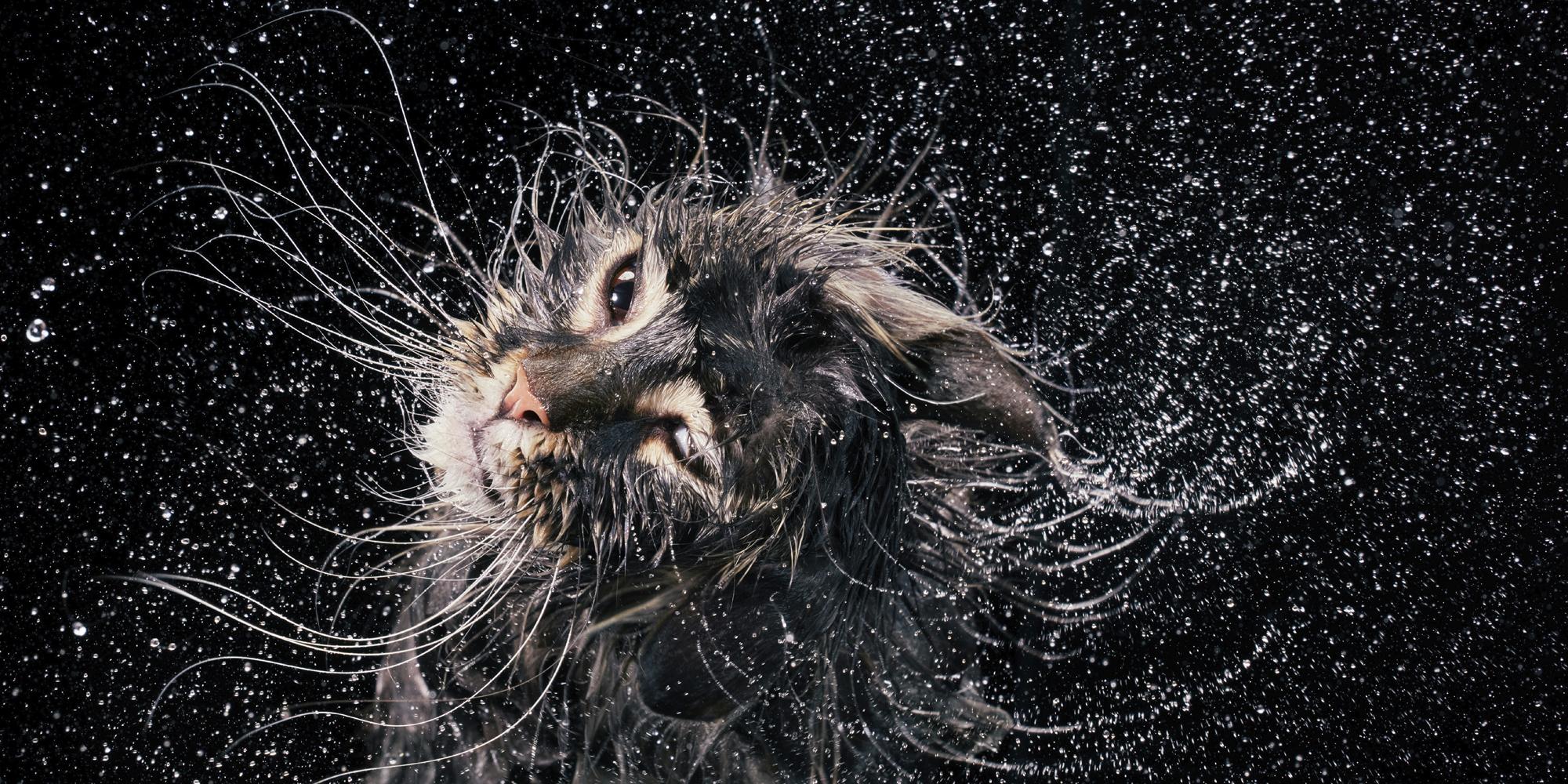 Katzen
