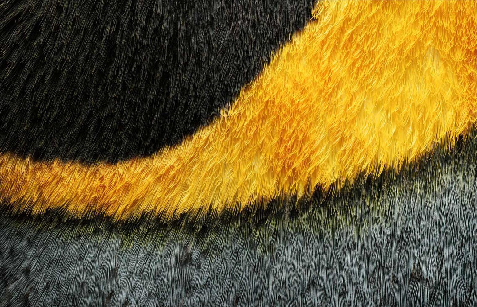 Bildband Federn: Meisterstücke der Evolution