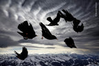 Wildlife Fotografien des Jahres - Portfolio 30