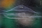 Wildlife Fotografien des Jahres - Portfolio 31