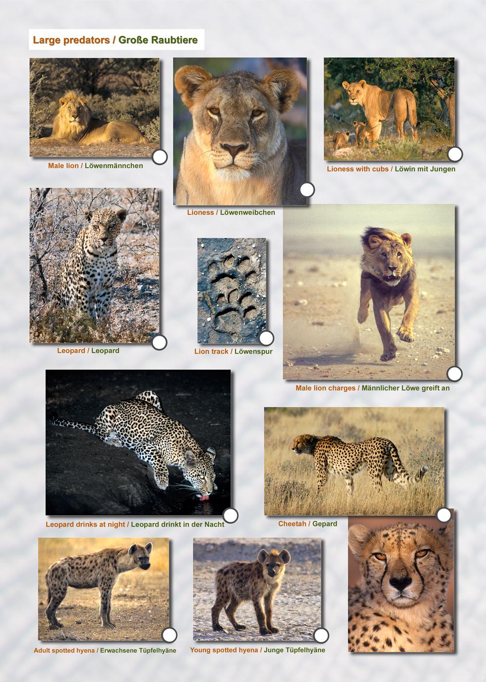 Das komplette Kartenset NAMIBIA (3-teilig)