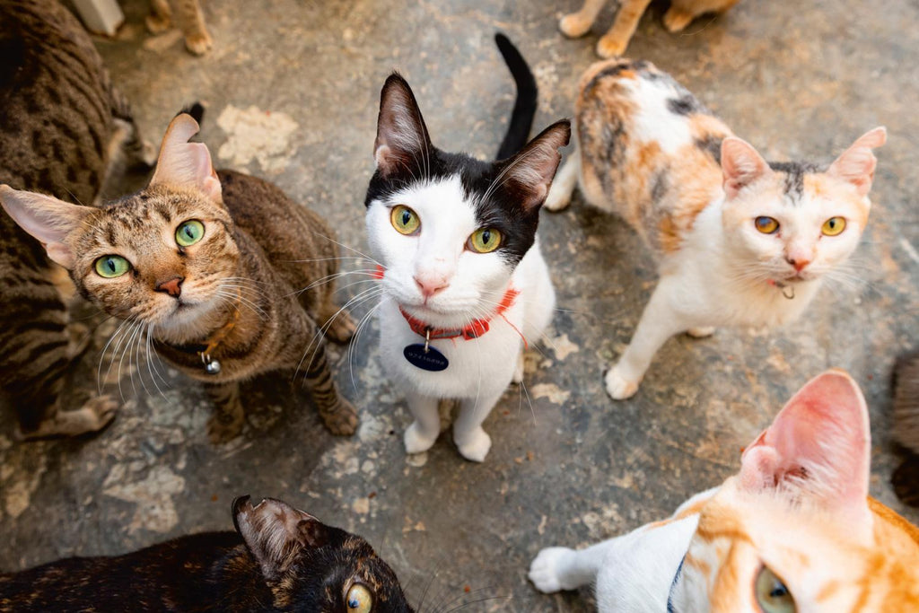 Katzen der Welt