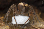 Wildlife Fotografien des Jahres - Portfolio 31