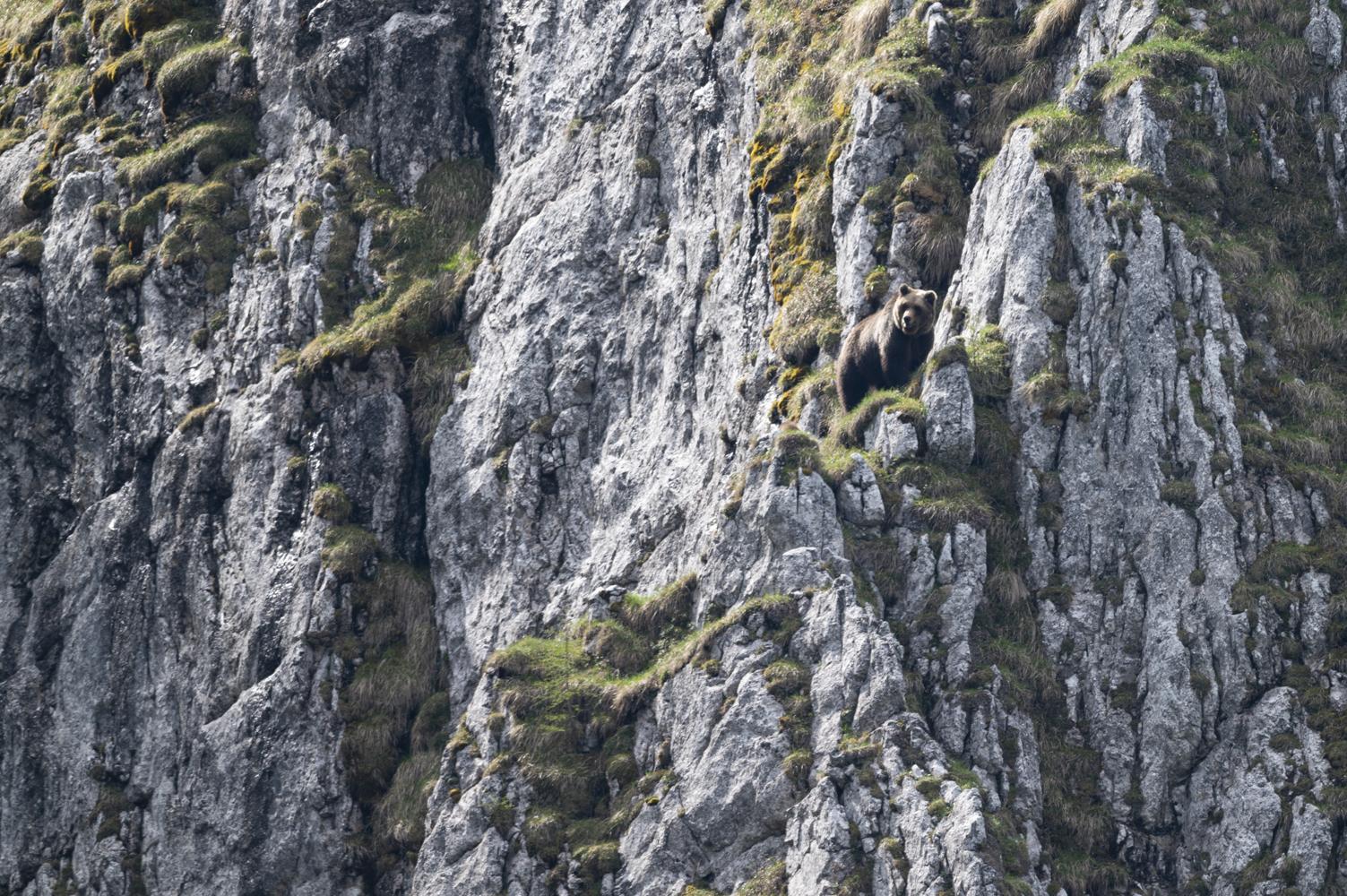 Ursus Brenta - Die Rückkehr der Bären in die Alpen