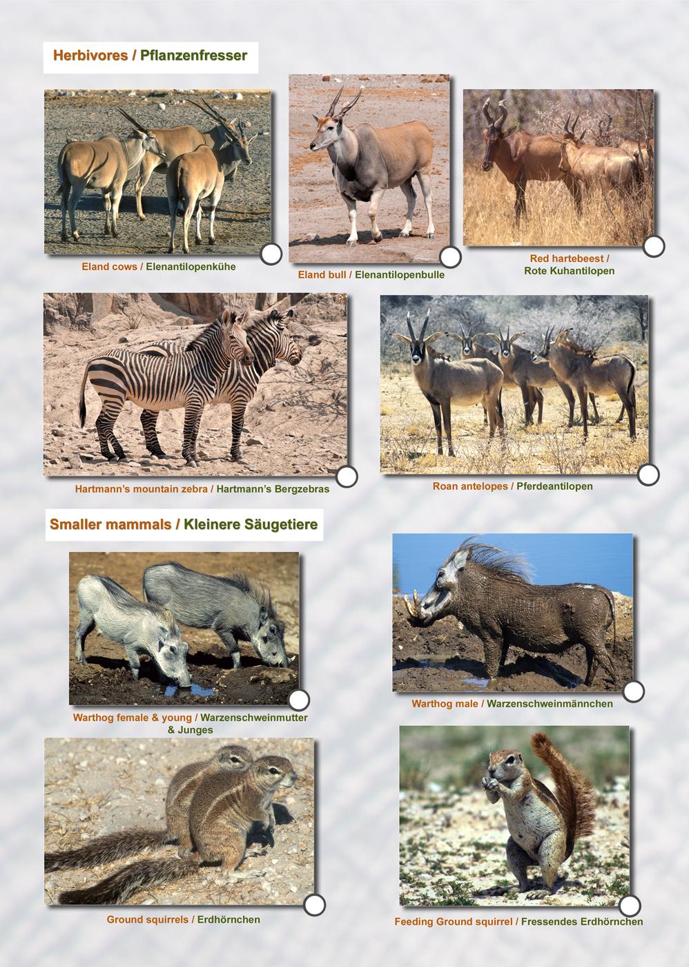 ETOSCHA KARTE (Etosha National Park, Namibia) mit Fotogalerie