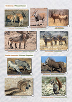 ETOSCHA KARTE (Etosha National Park, Namibia) mit Fotogalerie