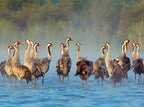 Müritz-Nationalpark