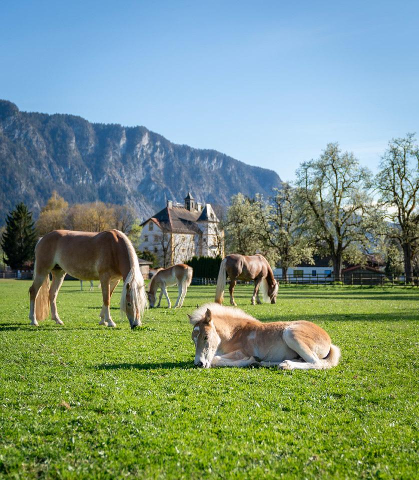 100 x Tirol