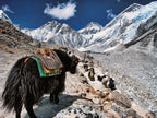 The Great Himalaya Trail