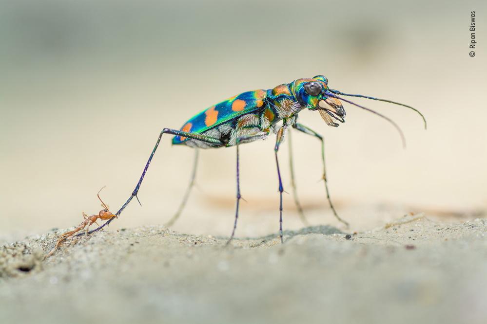 Wildlife Fotografien des Jahres - Portfolio 30