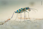 Wildlife Fotografien des Jahres - Portfolio 30