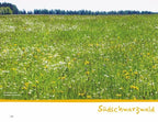 Wanderspaß mit Kindern - Schwarzwald