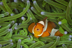 Wildlife Fotografien des Jahres - Portfolio 30.