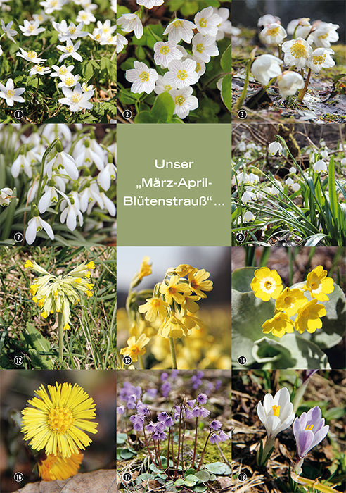 Die schönsten Blüten-Wanderungen in Oberbayern & Tirol 02