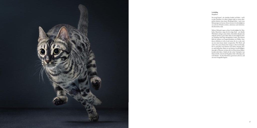 Katzen
