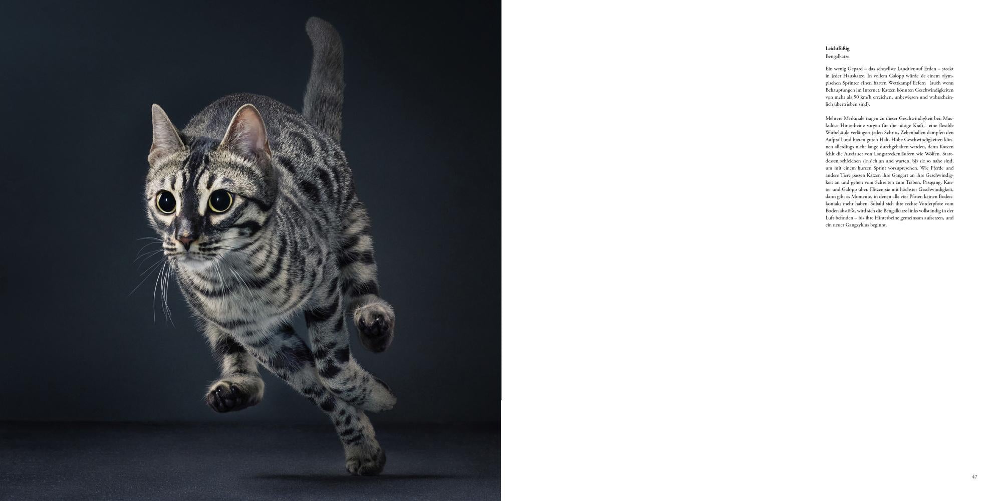 Katzen