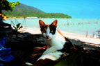 Katzen der Welt