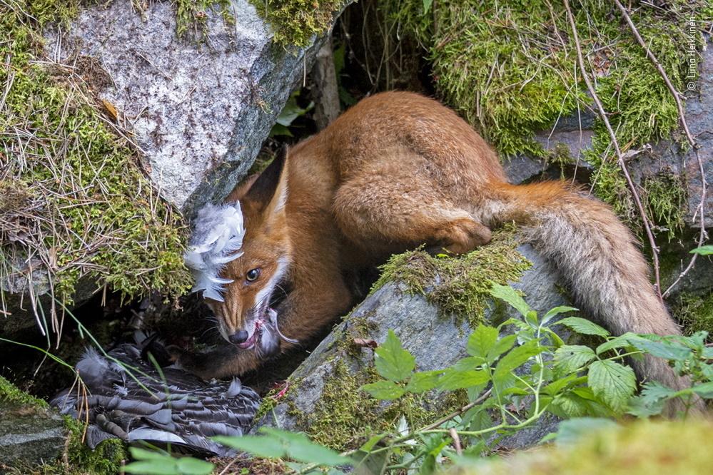 Wildlife Fotografien des Jahres - Portfolio 30.