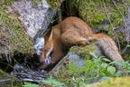 Wildlife Fotografien des Jahres - Portfolio 30.