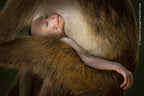 Wildlife Fotografien des Jahres - Portfolio 34