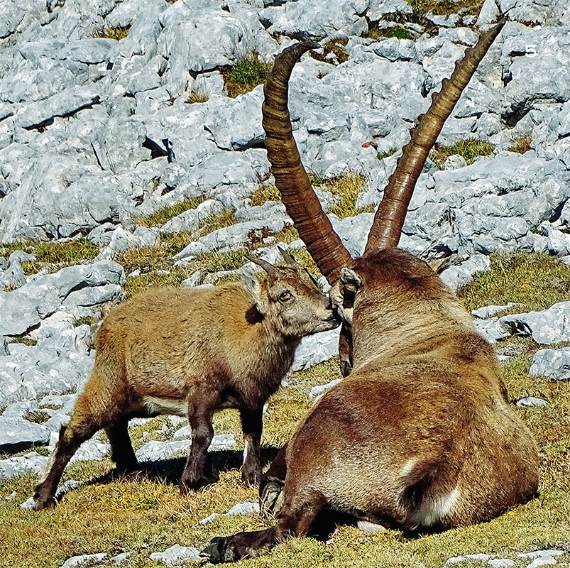 Wanderungen zu den Steinböcken