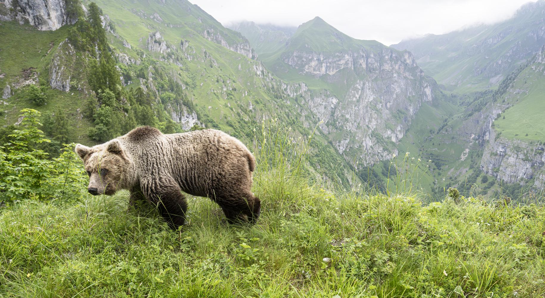 Ursus Brenta - Die Rückkehr der Bären in die Alpen