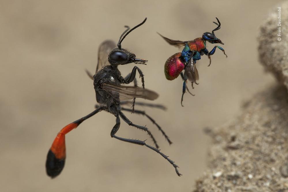 Wildlife Fotografien des Jahres - Portfolio 30.