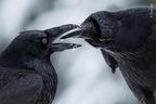 Wildlife Fotografien des Jahres - Portfolio 31