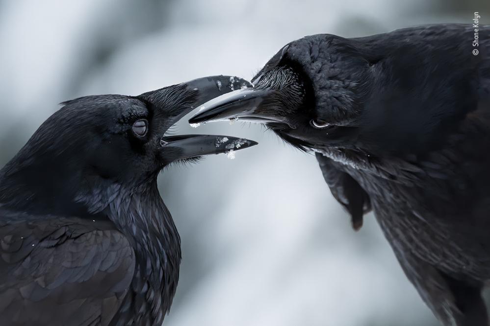 Wildlife Fotografien des Jahres - Portfolio 31