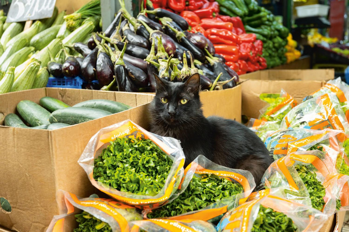 Katzen der Welt