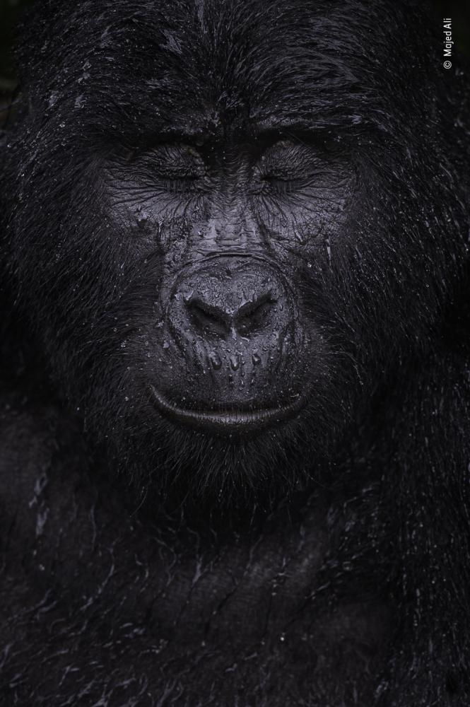 Wildlife Fotografien des Jahres - Portfolio 31