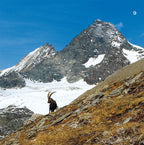 Wanderungen zu den Steinböcken