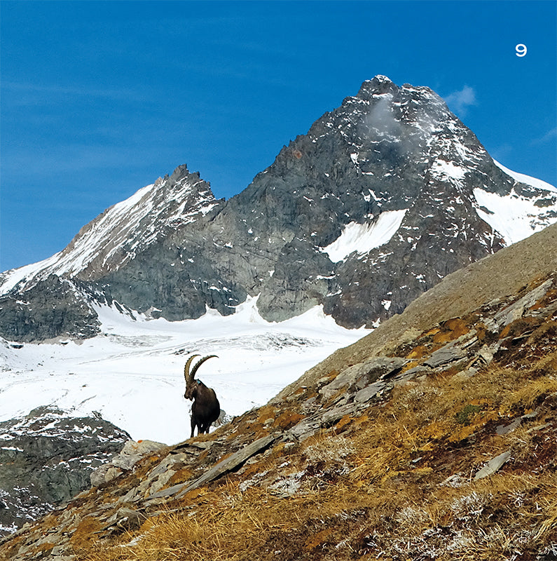 Wanderungen zu den Steinböcken