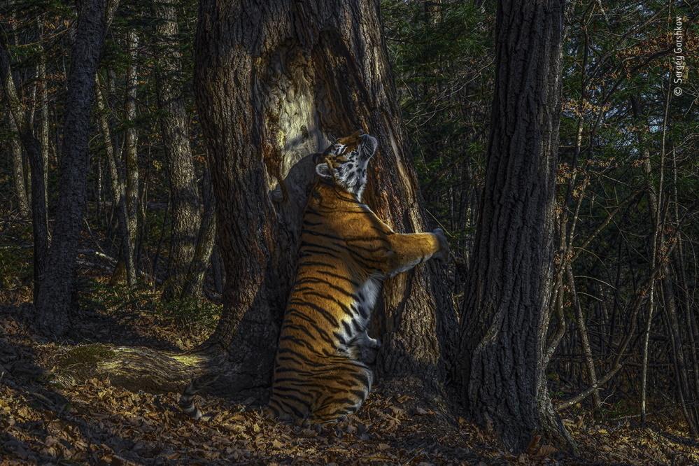Wildlife Fotografien des Jahres - Portfolio 30.