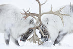 Wildlife Fotografien des Jahres - Portfolio 31