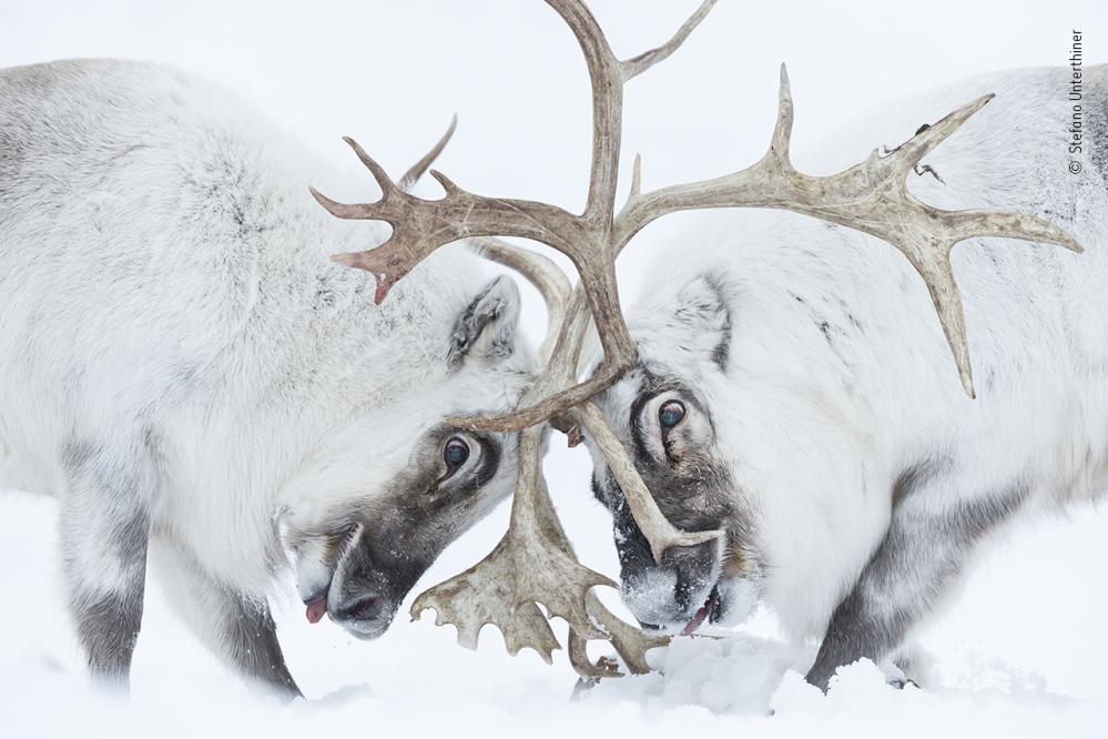 Wildlife Fotografien des Jahres - Portfolio 31
