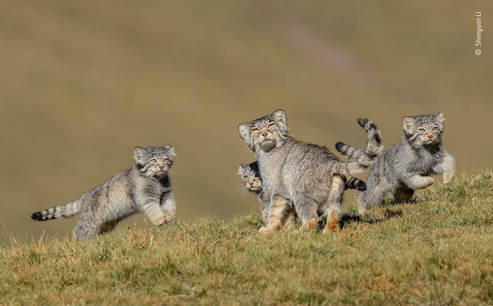 Wildlife Fotografien des Jahres - Portfolio 30.