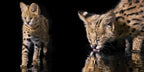 Katzen