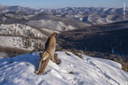 Wildlife Fotografien des Jahres - Portfolio 34