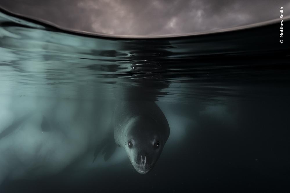 Wildlife Fotografien des Jahres - Portfolio 34