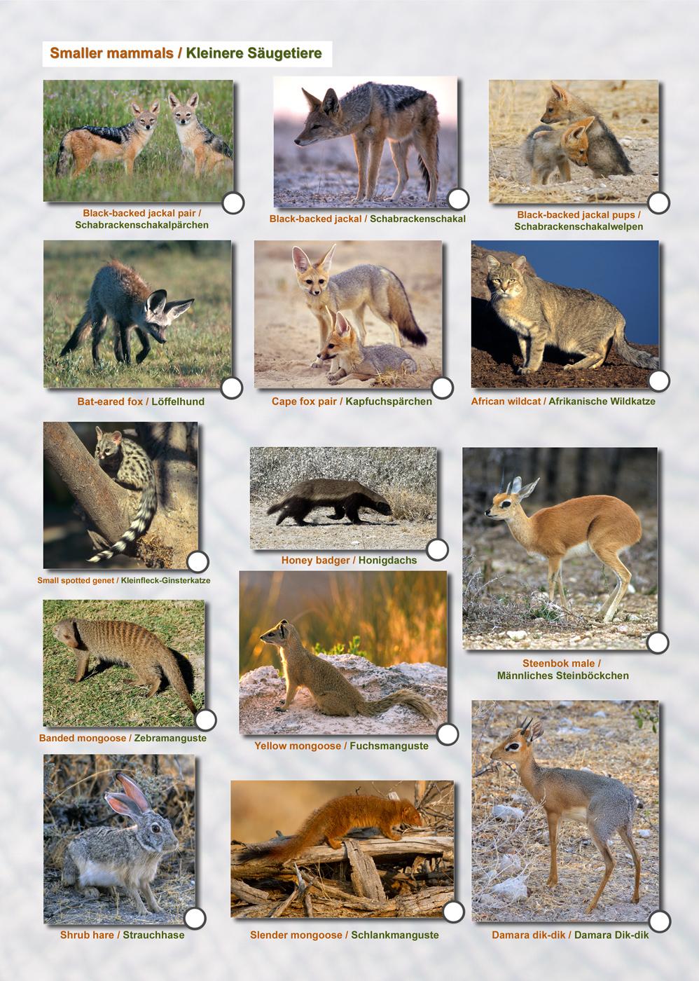 ETOSCHA KARTE (Etosha National Park, Namibia) mit Fotogalerie