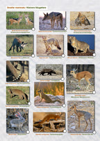 ETOSCHA KARTE (Etosha National Park, Namibia) mit Fotogalerie