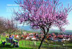 DUMONT Bildatlas Pfalz