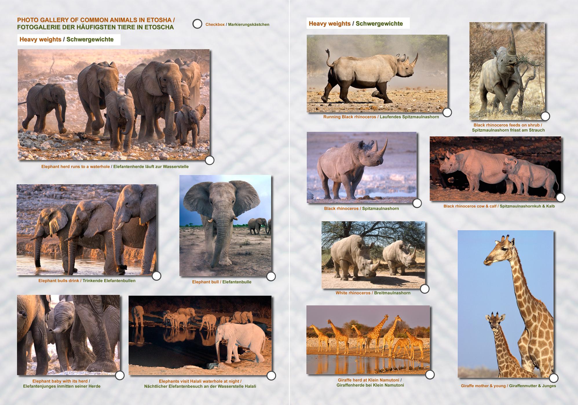Das komplette Kartenset NAMIBIA Plus (4-teilig)