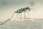 Wildlife Fotografien des Jahres - Portfolio 30.